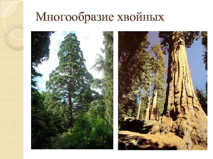 Многообразие хвойных 