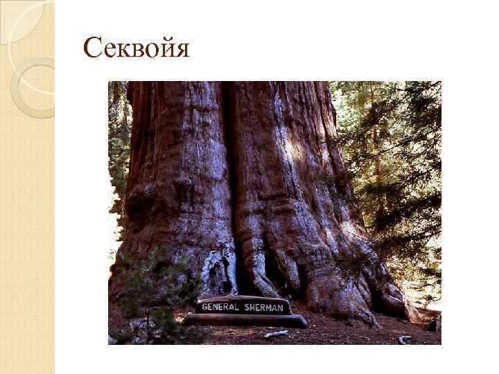 Секвойя 