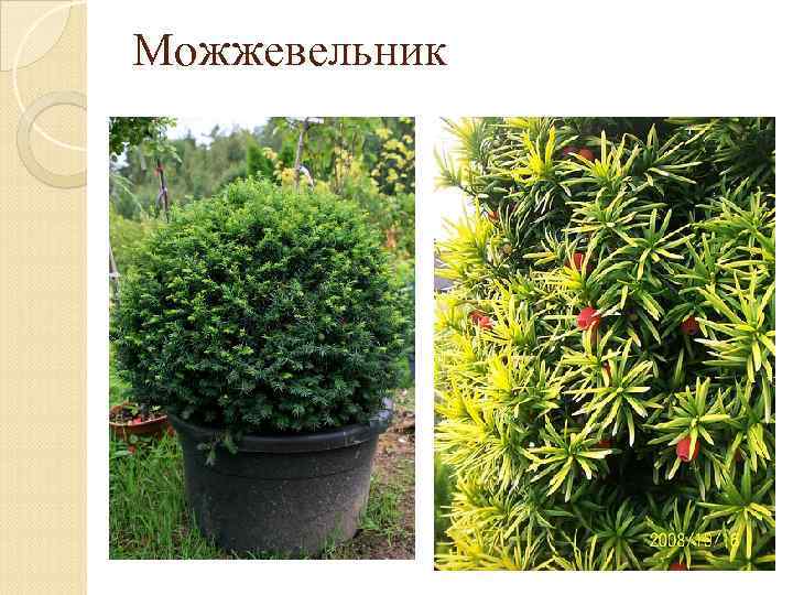 Можжевельник 