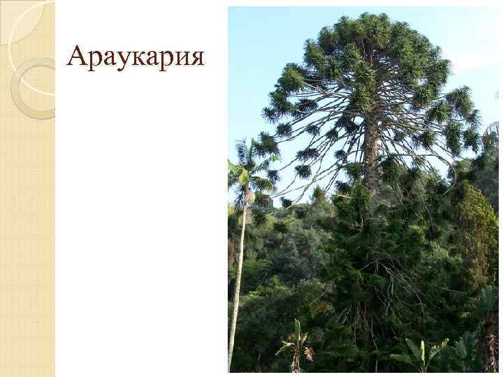 Араукария 