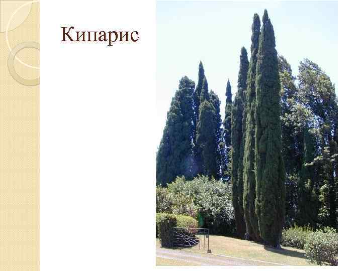 Кипарис 