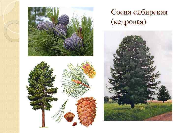 Сосна сибирская (кедровая) 