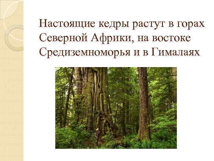 Настоящие кедры растут в горах Северной Африки, на востоке Средиземноморья и в Гималаях 
