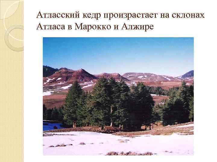Атласский кедр произрастает на склонах Атласа в Марокко и Алжире 