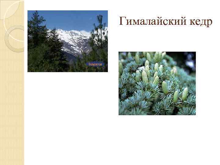 Гималайский кедр 