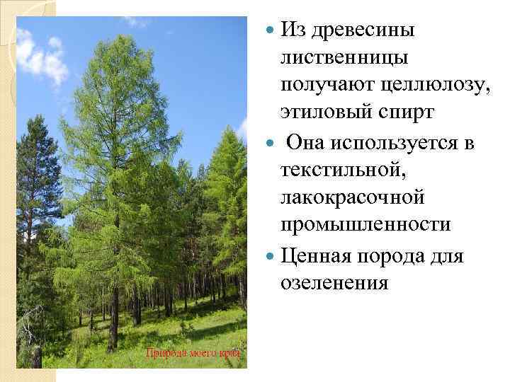  Из древесины лиственницы получают целлюлозу, этиловый спирт Она используется в текстильной, лакокрасочной промышленности