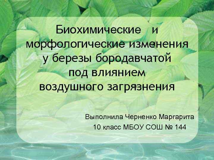 Биохимические и морфологические изменения у березы бородавчатой под влиянием воздушного загрязнения Выполнила Черненко Маргарита