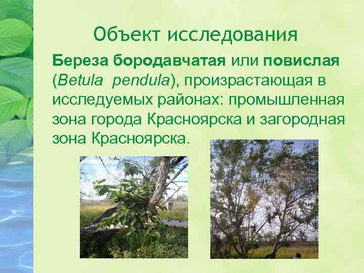 Объект исследования Береза бородавчатая или повислая (Betula pendula), произрастающая в исследуемых районах: промышленная зона