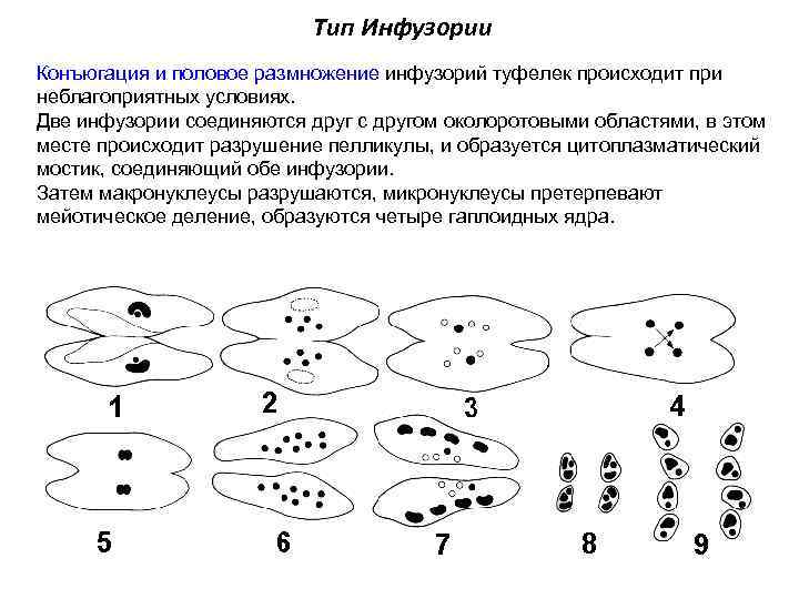 Тип Инфузории Конъюгация и половое размножение инфузорий туфелек происходит при неблагоприятных условиях. Две инфузории