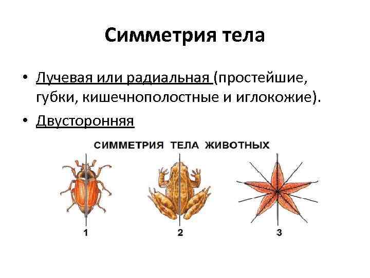 Симметрия тела • Лучевая или радиальная (простейшие, губки, кишечнополостные и иглокожие). • Двусторонняя 