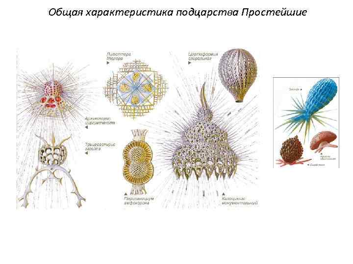 Общая характеристика подцарства Простейшие 