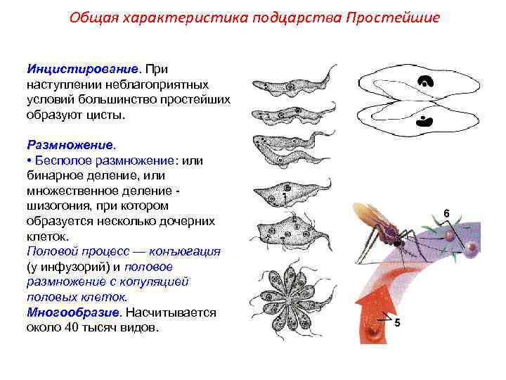 Общая характеристика подцарства Простейшие Инцистирование. При наступлении неблагоприятных условий большинство простейших образуют цисты. Размножение.