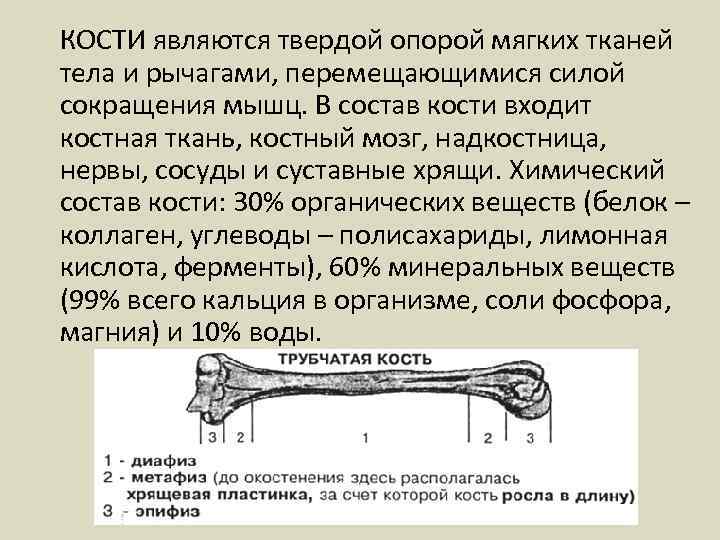 Какая кость входит в состав