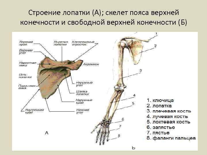 Строение лопатки (А); скелет пояса верхней конечности и свободной верхней конечности (Б) 