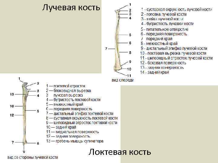 Лучевая кость Локтевая кость 