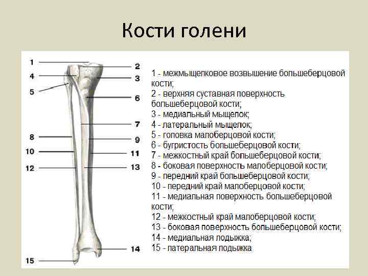 Кости голени 