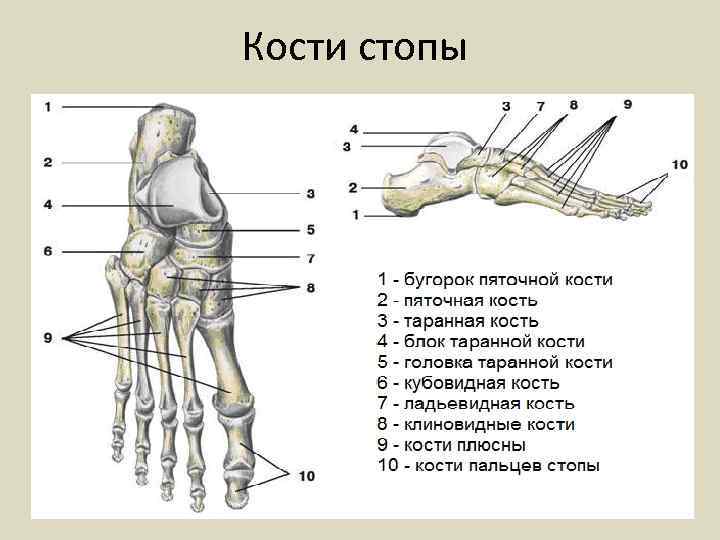 Кости стопы 