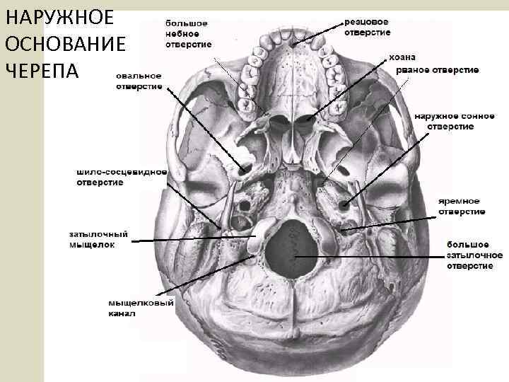 НАРУЖНОЕ ОСНОВАНИЕ ЧЕРЕПА 