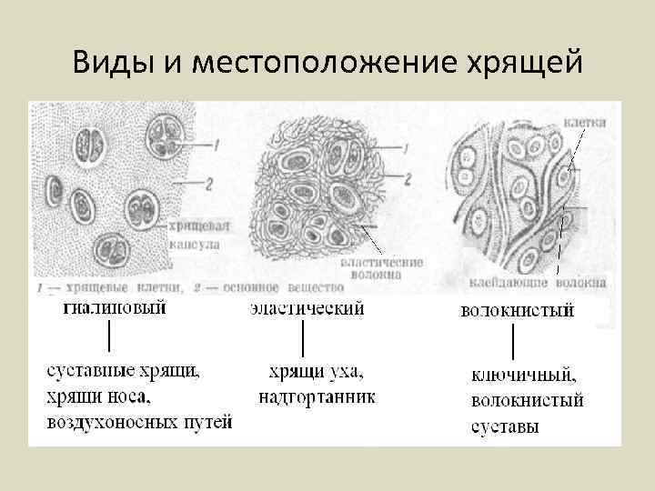 Виды и местоположение хрящей 