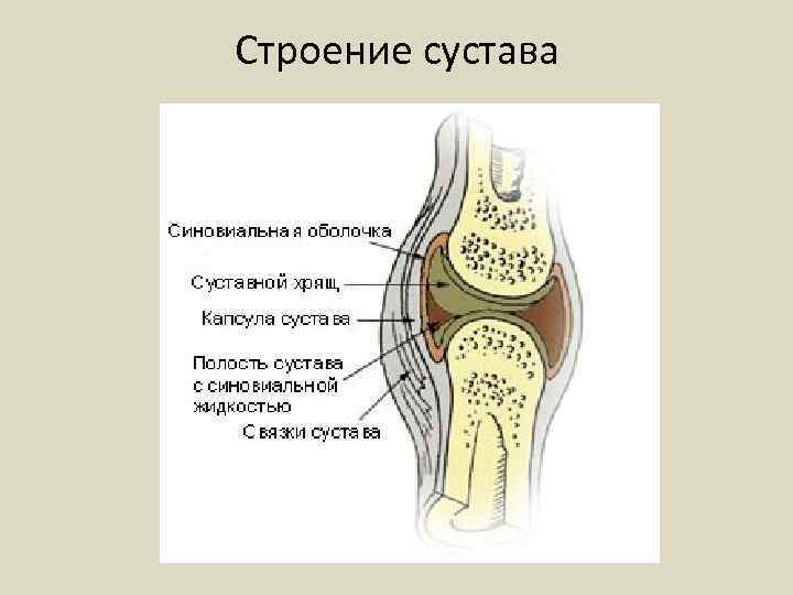 Строение сустава 
