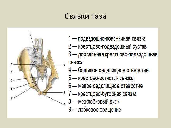 Связки таза 