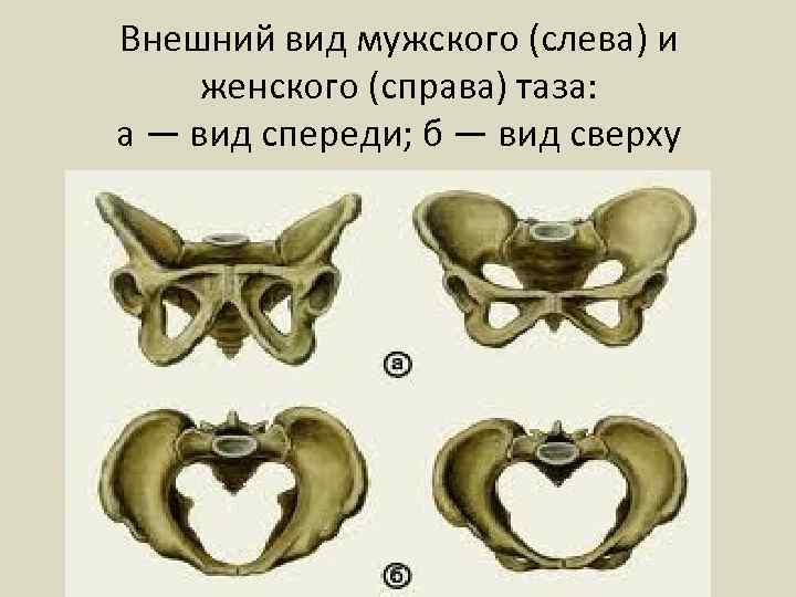 Внешний вид мужского (слева) и женского (справа) таза: а — вид спереди; б —