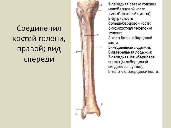 Соединения костей голени, правой; вид спереди 