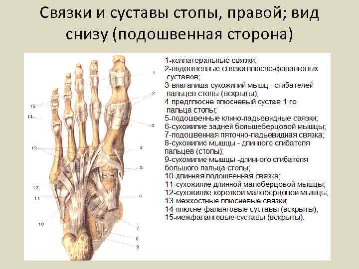 Связки и суставы стопы, правой; вид снизу (подошвенная сторона) 