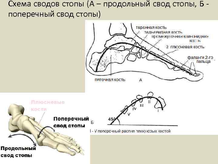 Схема сводов стопы (А – продольный свод стопы, Б - поперечный свод стопы) 