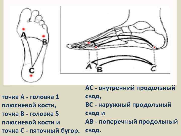 АС - внутренний продольный свод, точка А - головка 1 ВС - наружный продольный