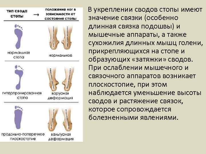 Что значит связки. Мышцы укрепляющие своды стопы. Мышцы поддерживающие продольный свод стопы. Мышцы продольного свода стопы. Мышцы удерживающие продольный свод стопы.