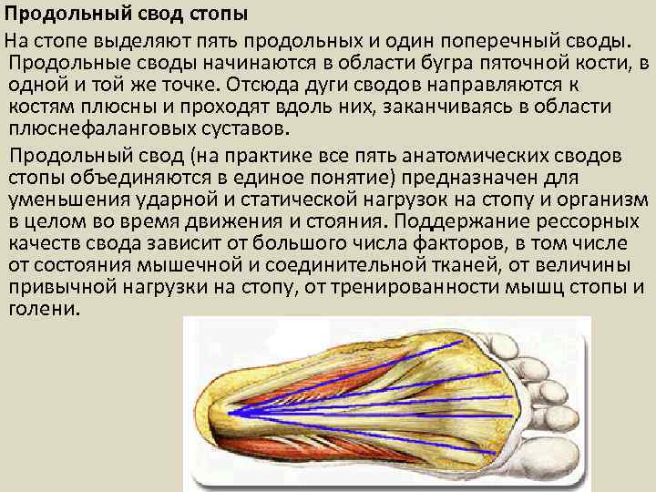  Продольный свод стопы На стопе выделяют пять продольных и один поперечный своды. Продольные