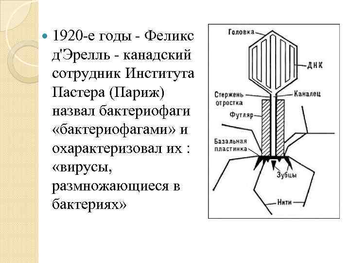  1920 -е годы - Феликс д'Эрелль - канадский сотрудник Института Пастера (Париж) назвал