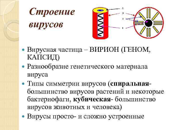 Строение вирусов Вирусная частица – ВИРИОН (ГЕНОМ, КАПСИД) Разнообразие генетического материала вируса Типы симметрии