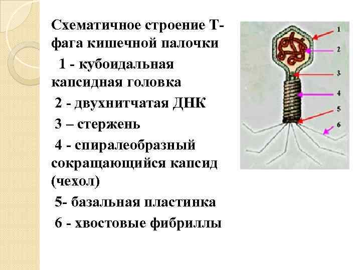 Схематичное строение Тфага кишечной палочки 1 - кубоидальная капсидная головка 2 - двухнитчатая ДНК