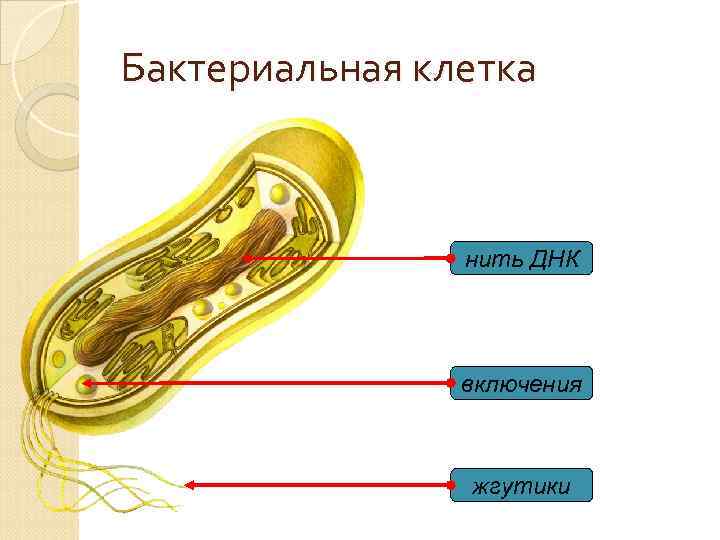 Бактериальная клетка нить ДНК включения жгутики 