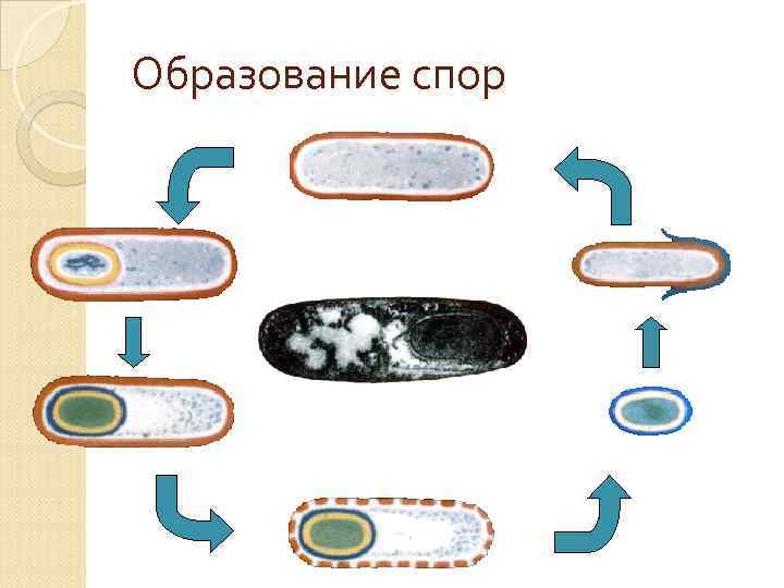 Образование спор 