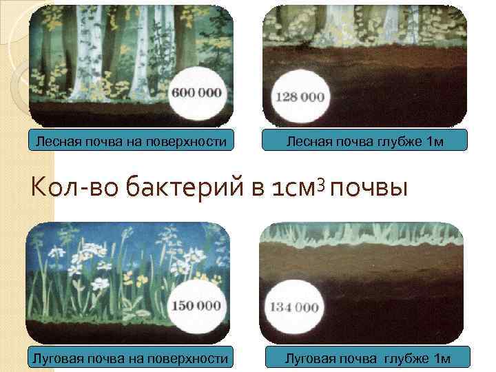 Лесная почва на поверхности Лесная почва глубже 1 м 3 почвы Кол-во бактерий в