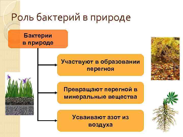 Роль бактерий в природе Бактерии в природе Участвуют в образовании перегноя Превращают перегной в