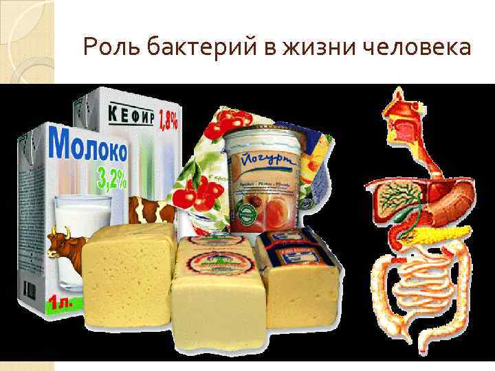 Роль бактерий в жизни человека 