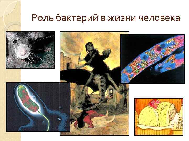 Роль бактерий в жизни человека 
