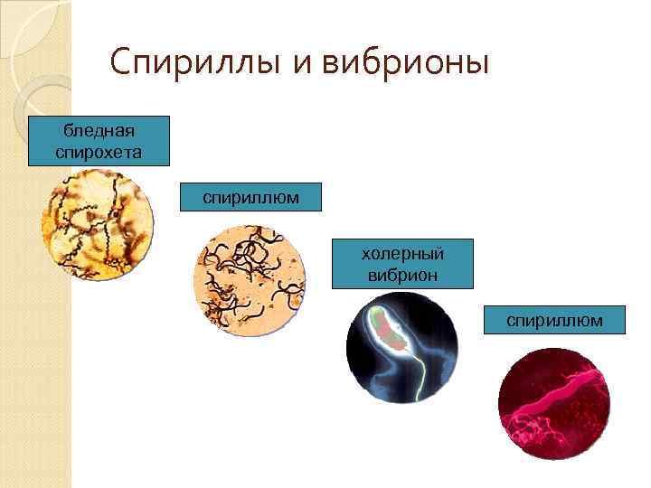 Холерный вибрион презентация