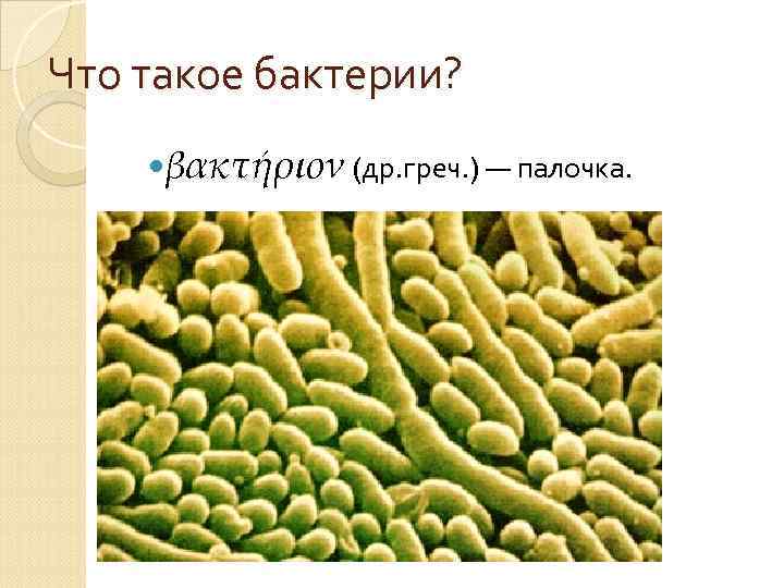 Что такое бактерии? βακτήριον (др. греч. ) — палочка. 