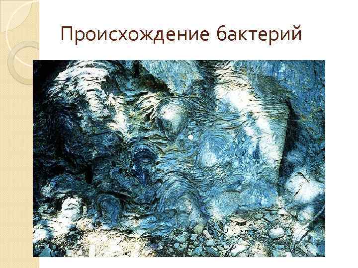 Происхождение бактерий 