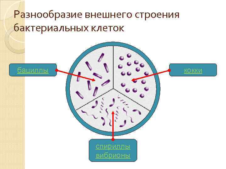 Разнообразие внешнего строения бактериальных клеток бациллы кокки спириллы вибрионы 