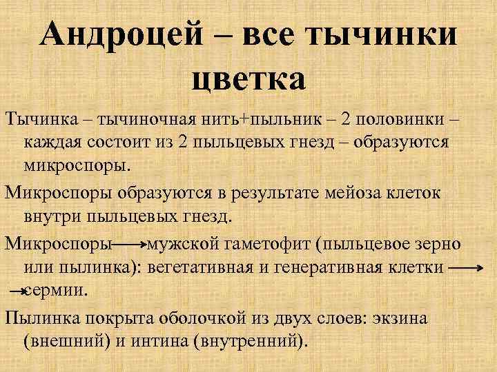 Андроцей – все тычинки цветка Тычинка – тычиночная нить+пыльник – 2 половинки – каждая