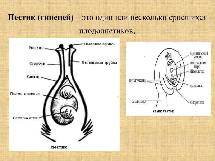 Пестик (гинецей) – это один или несколько сросшихся плодолистиков. 