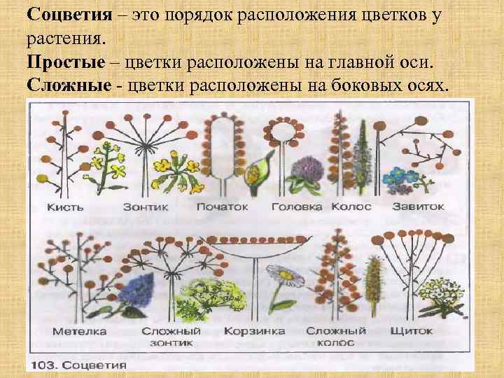 Соцветия – это порядок расположения цветков у растения. Простые – цветки расположены на главной