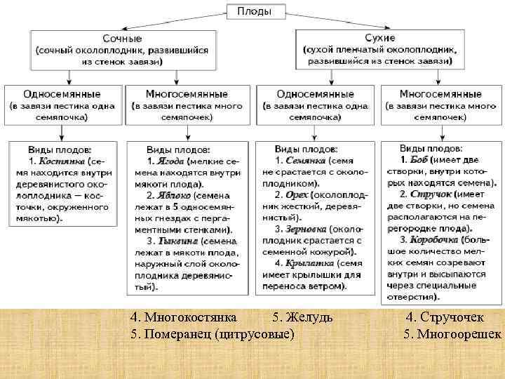 4. Многокостянка 5. Желудь 5. Померанец (цитрусовые) 4. Стручочек 5. Многоорешек 
