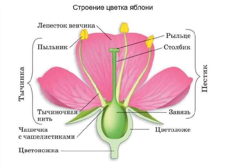 Рисунок генеративные органы злаков егэ